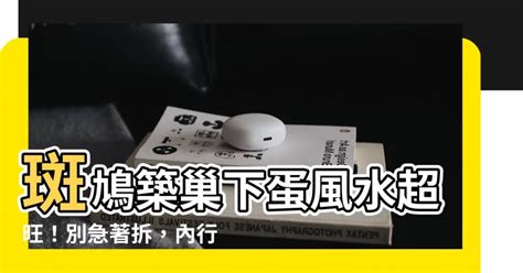 斑鳩築巢下蛋風水|【斑鳩風水】斑鳩風水大解析！飛進家裡竟是好兆頭？。